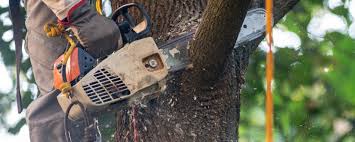 How Our Tree Care Process Works  in  Santa Ana, CA